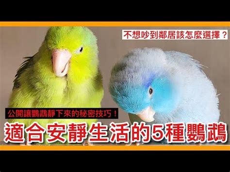 養什麼鳥好